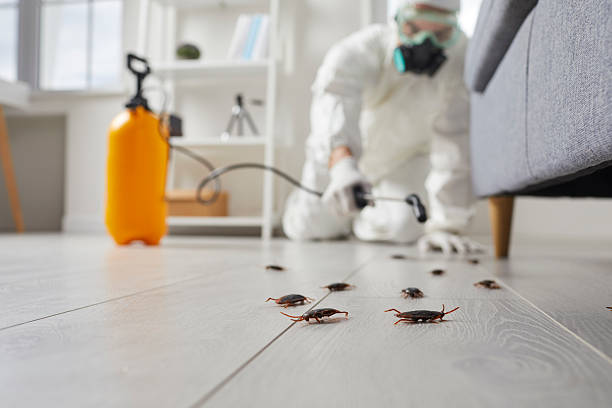 Post-Treatment Bed Bug Interceptor Monitoring in New Athens